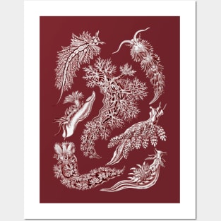 Ernst Haeckel Nudibranchia Sea Slug Red Posters and Art